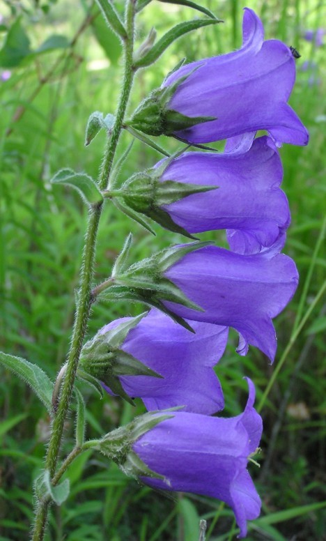 Campanula medium / Campanula toscana